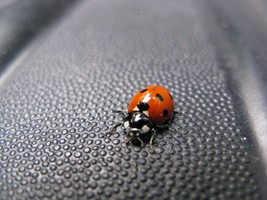 hensel bild5