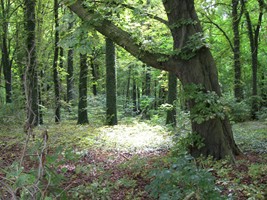 laube bild1