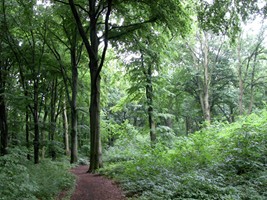 laube bild2