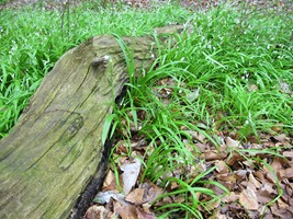 laube bild6
