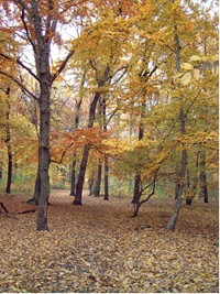 petzold bild1