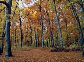 petzold bild2