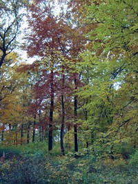 petzold bild3